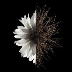 Givenchy L'Interdit Eau De Parfum -Vendite Givenchy || Mulac Cosmetics || Gyada Cosmetics Givenchy L interdit L Interdit 6